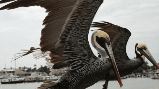 Protecting Wildlife and Preserving Nature: A Visit to the Conservancy of Southwest Florida in Naples